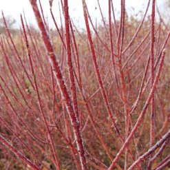 Arctic Fire® Red Twig Dogwood -Nature Garden Store Arctic Fire Twig Dogwood 3