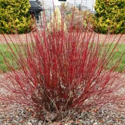 Nature Garden Store 44 Nature Garden Store -Nature Garden Store Arctic Fire Twig Dogwood 4 FGT