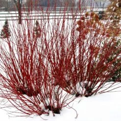 Arctic Fire® Red Twig Dogwood -Nature Garden Store Arctic Fire Twig Dogwood 5 FGT