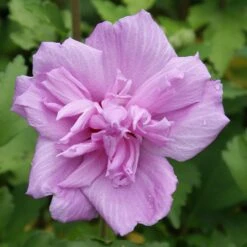Ardens Rose Of Sharon Althea Shrub -Nature Garden Store Ardens Rose of Sharon 3