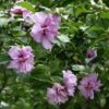Ardens Rose Of Sharon Althea Shrub