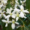Armandii Snowdrift Clematis -Nature Garden Store Armondii Clematis FGT 600x600 c5009805 b21d 4f1c 9ab4 739096810d61