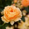 At Last® Rose -Nature Garden Store At Last Rose FGT 600x600 33005dce 3ead 40af 986d 6c383c692078