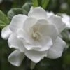 August Beauty Gardenia Shrub -Nature Garden Store August Beauty Gardenia 2 FGT