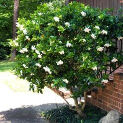 August Beauty Gardenia Shrub -Nature Garden Store August Beauty Gardenia 3 FGT