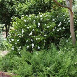 August Beauty Gardenia Shrub -Nature Garden Store August Beauty Gardenia 4 FGT