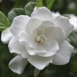 August Beauty Gardenia Shrub -Nature Garden Store August Beauty Gardenia FGT 600x600 bef31f7d 4b59 484e a528 14d16f570e49