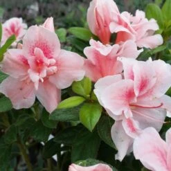 Autumn Belle® Encore® Azalea Shrub -Nature Garden Store Autumn Belle Encore Azalea FGT 3