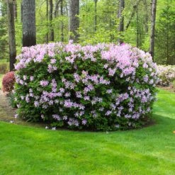 Autumn Belle® Encore® Azalea Shrub -Nature Garden Store Autumn Belle Encore Azalea FGT 5