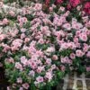 Autumn Belle® Encore® Azalea Shrub -Nature Garden Store Autumn Belle Encore Azalea FGT 600x600 8435cc12 e68b 418c aa4f a4f832ab1249