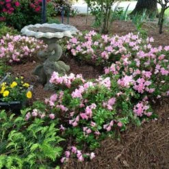 Autumn Debutante® Encore® Azalea -Nature Garden Store Autumn Debutante Encore 1