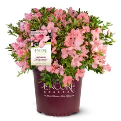 Autumn Debutante® Encore® Azalea -Nature Garden Store Autumn Debutante Encore 4