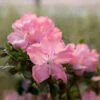 Autumn Debutante® Encore® Azalea 1 Autumn Debutante® Encore® Azalea -Nature Garden Store Autumn Debutante Encore FGT 600x600 35b13a59 d650 4ece bdbc dda26d308139