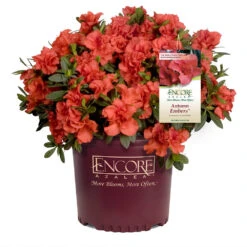 Autumn Embers® Encore® Azalea -Nature Garden Store Autumn Embers Azalea 1