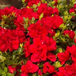 Autumn Bonfire® Encore® Azalea 8 Autumn Bonfire® Encore® Azalea -Nature Garden Store Autumn Encore Bonfire Azaleas 1