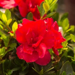 Autumn Bonfire® Encore® Azalea 9 Autumn Bonfire® Encore® Azalea -Nature Garden Store Autumn Encore Bonfire Azaleas 3