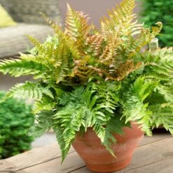 Sunset Hues House Plant Kit -Nature Garden Store Autumn Fern 1 4cb64db0 0944 4a6e a0be 5101c594c915