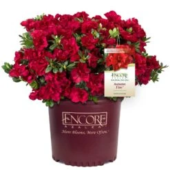 Autumn Fire® Encore® Azalea Shrub 12 Autumn Fire® Encore® Azalea Shrub -Nature Garden Store Autumn Fire Encore Azalea 1