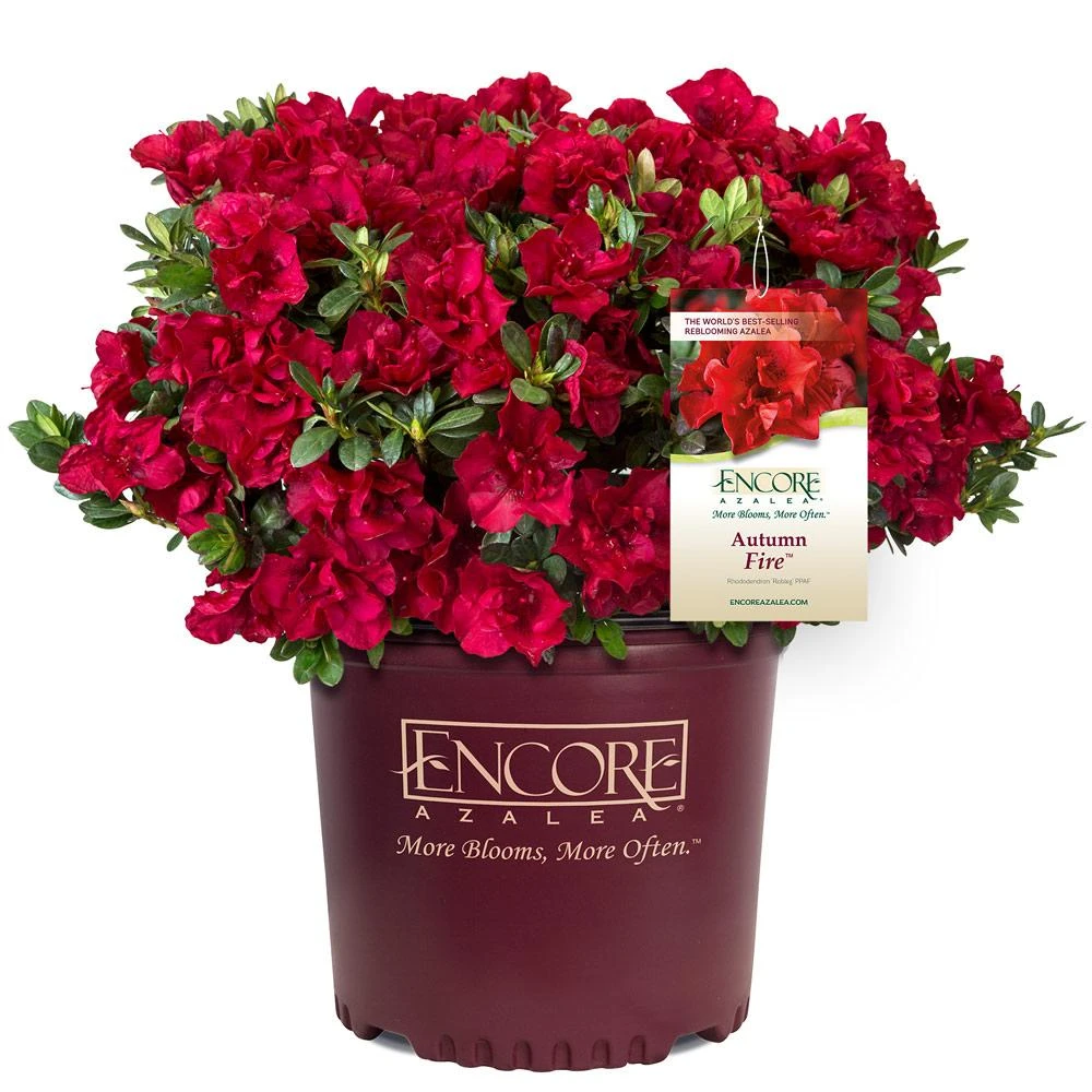 Autumn Fire® Encore® Azalea Shrub 7 Autumn Fire® Encore® Azalea Shrub - Image 5