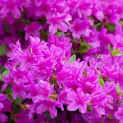 Autumn Royalty® Encore® Azalea 8 Autumn Royalty® Encore® Azalea -Nature Garden Store Autumn Royalty Encore Azalea 3 FGT