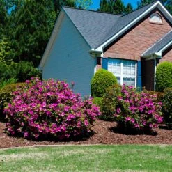 Autumn Royalty® Encore® Azalea 9 Autumn Royalty® Encore® Azalea -Nature Garden Store Autumn Royalty Encore Azalea 5