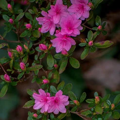 Karen Azalea Shrub 7 Karen Azalea Shrub -Nature Garden Store Azalea Karen 1