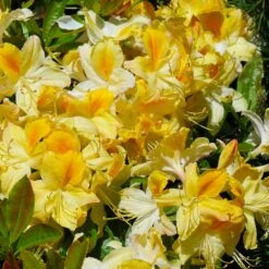 Lemon Lights Azalea Shrub 8 Lemon Lights Azalea Shrub -Nature Garden Store Azalea Lemon lights 1