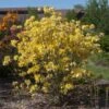 Lemon Lights Azalea Shrub