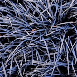 Black Mondo Grass -Nature Garden Store BLack Mondo Grass 1 FGT