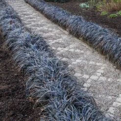 Nature Garden Store 30 Nature Garden Store -Nature Garden Store BLack Mondo Grass 2 FGT