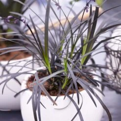 Black Mondo Grass -Nature Garden Store BLack Mondo Grass 4 FGT