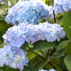 Blue Enchantress® Hydrangea -Nature Garden Store BLue Enchantress Hydrangea 1 BB