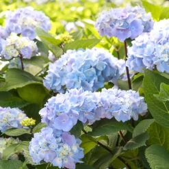 Blue Enchantress® Hydrangea -Nature Garden Store BLue Enchantress Hydrangea 2 FGT