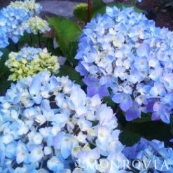 Blue Enchantress® Hydrangea -Nature Garden Store BLue Enchantress Hydrangea 4 FGT