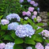 Blue Enchantress® Hydrangea 2 Blue Enchantress® Hydrangea -Nature Garden Store BLue Enchantress Hydrangea FGT 600x600 7b5d35ff 1f6a 471d a8d4 9a9c6618ba67
