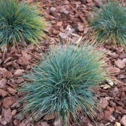 Blue Fescue Grass -Nature Garden Store BLue Fescue Grass 3 FGT