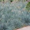 Blue Fescue Grass -Nature Garden Store BLue Fescue Grass FGT 600x600 832cd788 6bd8 4a89 976f 7165df671401