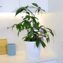 Weeping Blue Ginger Plant 8 Weeping Blue Ginger Plant -Nature Garden Store BLue Ginger 4 FGT