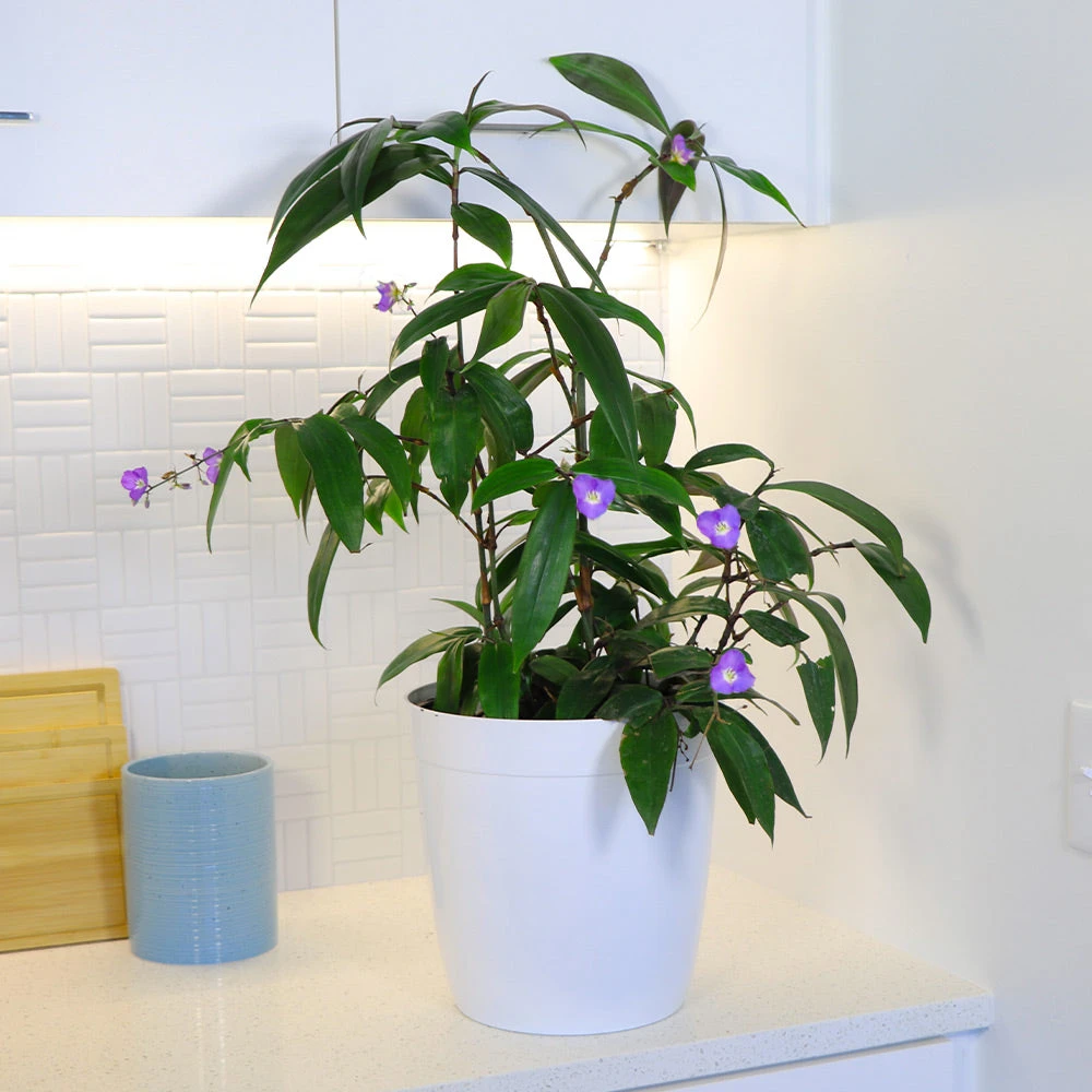 Weeping Blue Ginger Plant 5 Weeping Blue Ginger Plant - Image 3