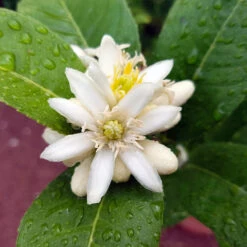 Buddha's Hand Citron Tree -Nature Garden Store BUddhas Hand Citrus 4 b5693898 6a3b 4724 b4fc 03ef34337a89