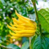 Buddha's Hand Citron -Nature Garden Store BUddhas Hand Citrus FGT 600x00 aab89468 be5f 43f5 869b 50ecfddd8762