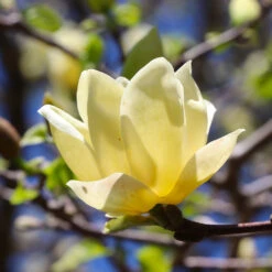Magnolia 'Butterflies' Tree -Nature Garden Store BUtterflies Magnolia 3 FGT