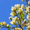 Magnolia 'Butterflies' Tree -Nature Garden Store BUtterflies Magnolia FGT 600x600 ca66d16e afcb 47e7 af0b 4b0bb8311f40