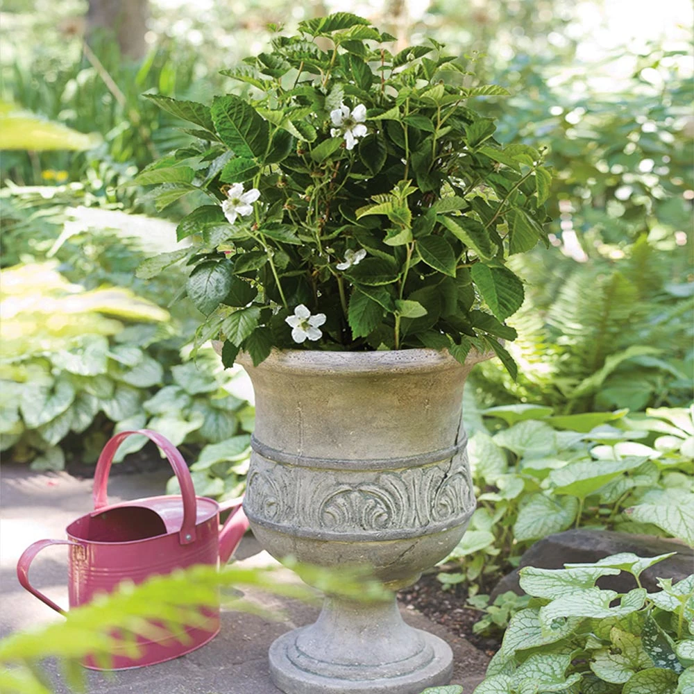 Bushel And Berry® Baby Cakes Blackberry® 7 Bushel And Berry® Baby Cakes Blackberry® - Image 5