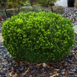 Baby Gem™ Boxwood Shrub -Nature Garden Store Baby Gem 1