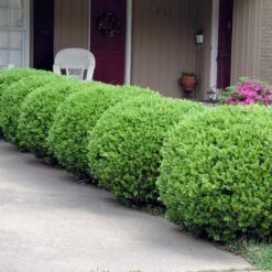 Baby Gem™ Boxwood Shrub -Nature Garden Store Baby Gem 2