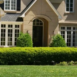 Baby Gem™ Boxwood Shrub -Nature Garden Store Baby Gem 4