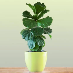 New Apartment House Plant Kit -Nature Garden Store Bambino FIddleLeafFIg 1 FGT bd3dd921 c687 4854 8196 8b43f064984d