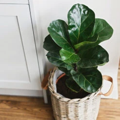 Bambino Fiddle Leaf Fig 10 Bambino Fiddle Leaf Fig -Nature Garden Store Bambino FIddleLeafFIg 5 FGT