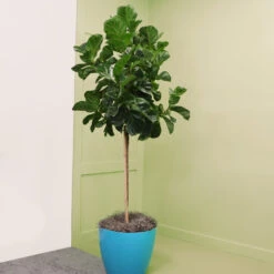 Bambino Fiddle Leaf Fig 11 Bambino Fiddle Leaf Fig -Nature Garden Store Bambino FIddleLeafFIg 6